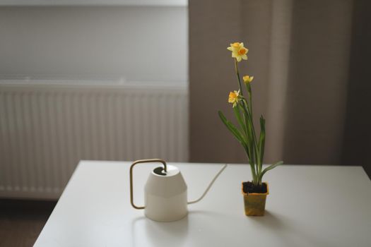 Watering can and narcissus in a pot. Rustic interior details. Gardening, Spring and Easter concept