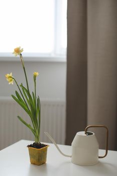 Watering can and narcissus in a pot. Rustic interior details. Gardening, Spring and Easter concept