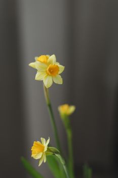 Beautiful blooming fresh yellow daffodil isolated. Spring, Easter wallpaper.