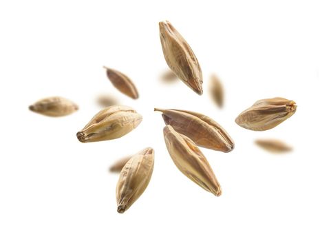 Barley malt grains levitate on a white background.