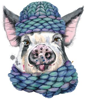 Cute piggy in winter blue knitted hat. Pig for T-shirt graphics. Watercolor pig in black spots illustration