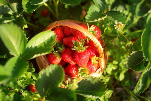 Top view - basket full of strawberries, leaves all around, on strawberry field.
