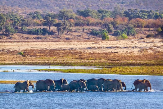 African bush elephant in Kruger National park, South Africa ; Specie Loxodonta africana family of Elephantidae