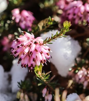 Blooming pink Erica carnea flowers (Winter Heath) and snow in the garden in early spring. Floral background, botanical concept