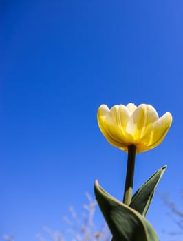 Beautiful yellow tulip in spring against blue sky