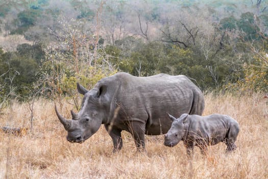 Specie Ceratotherium simum simum family of Rhinocerotidae