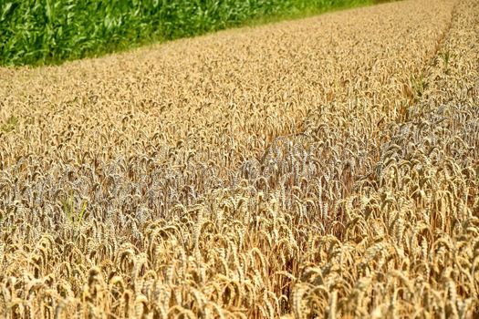 Field of ripe wheat in Germany