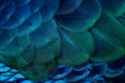 Close up of the  peacock feathers .Macro blue feather, Feather, Bird, Animal. Macro photograph.