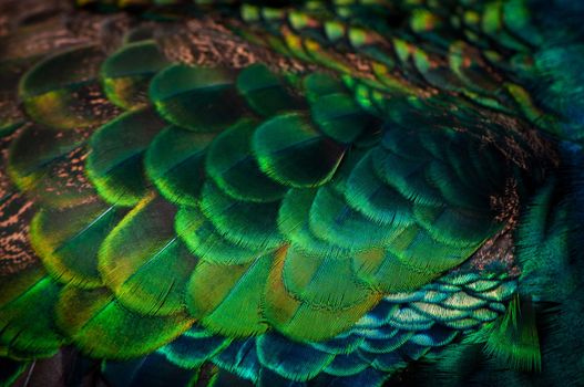 Close up of the  peacock feathers .Macro blue feather, Feather, Bird, Animal. Macro photograph.