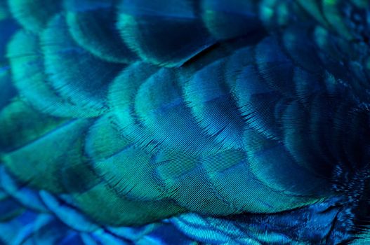 Close up of the  peacock feathers .Macro blue feather, Feather, Bird, Animal. Macro photograph.