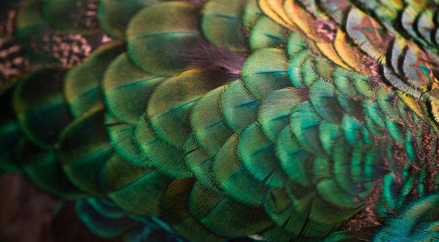 Close up of the  peacock feathers .Macro blue feather, Feather, Bird, Animal. Macro photograph.