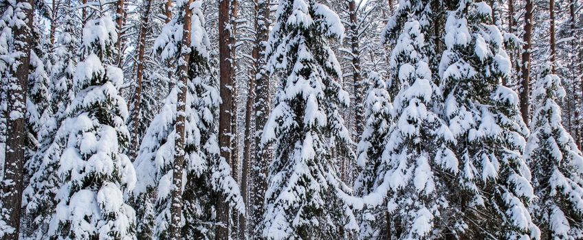 Spruce forest covered with fresh snow during winter Christmas on a sunny frosty day.