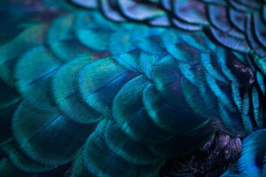 Close up of the  peacock feathers .Macro blue feather, Feather, Bird, Animal. Macro photograph.