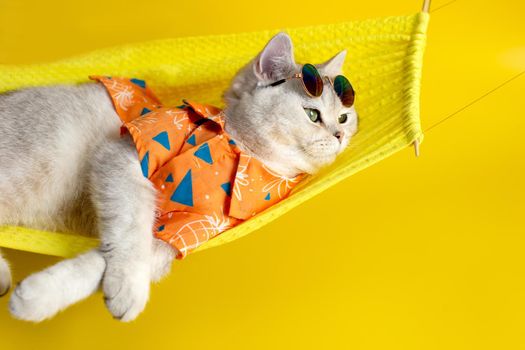 Funny white cat in sunglasses and an orange shirt, lies on a yellow fabric hammock, on a yellow background. Copy space