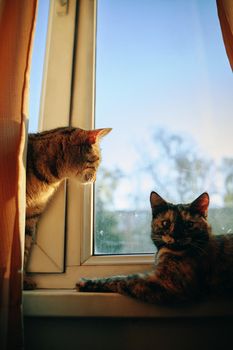 Two cute fluffy cats on windowsill. Striped curious cat looks out from curtain and looks out window at street. Lazy pet lies under sun's rays.