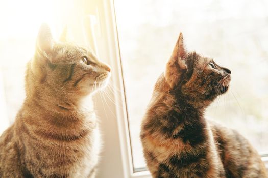 Kittens carefully looks away. Curiously domestic animals. Concept of Valentine's day. Two cats sitting on windowsill under rays of sun. Friendship between pets. Good day outside window.