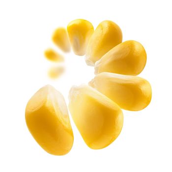 Ripe corn grains levitate on a white background.