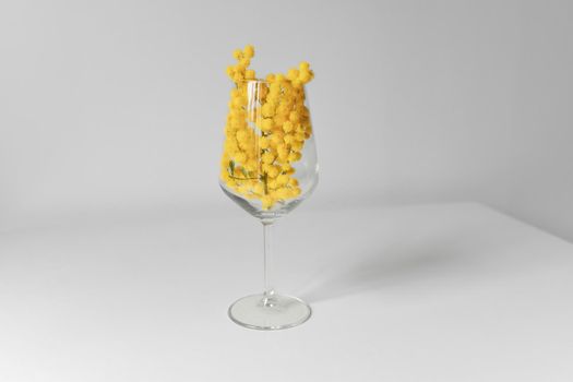 Mimosa flower in a wineglass on a white background