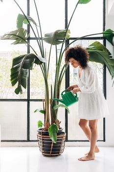 Young multiracial woman watering big plant in bright living room loft apartment. Vertical image. At home concept.