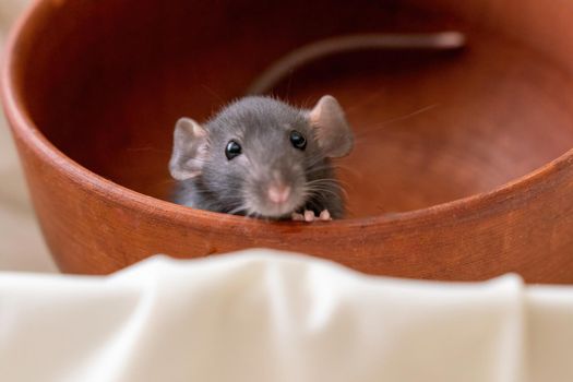 The head of a gray Dumbo rat on a white background, she sits in a clay plate and looks out, putting her front paws on the edge.