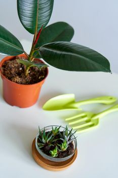 Household chores for transplanting flowers into a new pot.