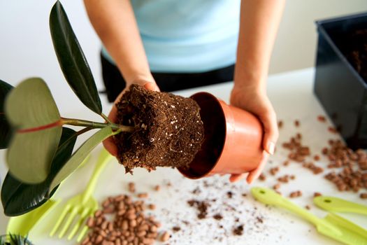 Household chores for transplanting flowers into a new pot. A young girl is engaged in flowers in a bright apartment.