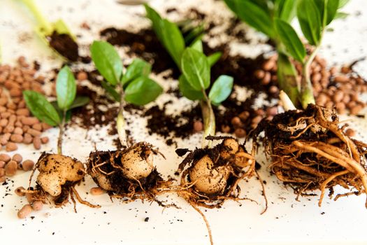 The process of transplanting a home flower into a new pot on a white background.