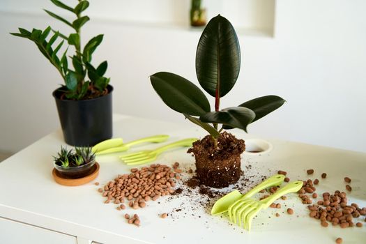 Household chores for transplanting flowers into a new pot.