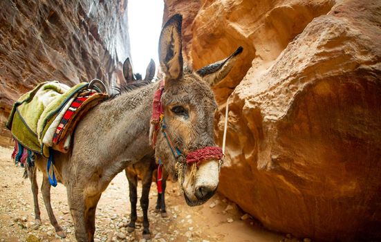 Bedouin-adorned donkey resting in Petra Jordan after transporting tourists