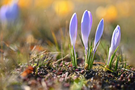 Spring background with flowers. Beautifully colored flowering crocus - saffron on a sunny day. Nature photography in spring time.