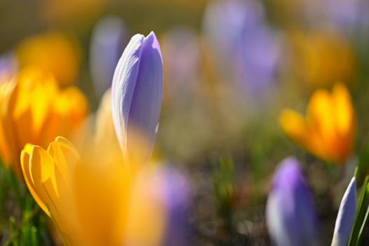 Spring background with flowers. Beautifully colored flowering crocus - saffron on a sunny day. Nature photography in spring time.