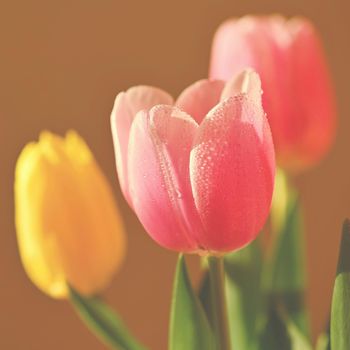 Spring background with flowers. Beautiful colorful tulip on a sunny day. Nature photography in spring time.