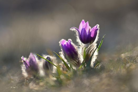 Spring flowers. Beautifully blossoming pasque flower and sun with a natural colored background. (Pulsatilla grandis)