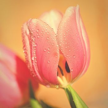 Spring background with flowers. Beautiful colorful tulip on a sunny day. Nature photography in spring time.