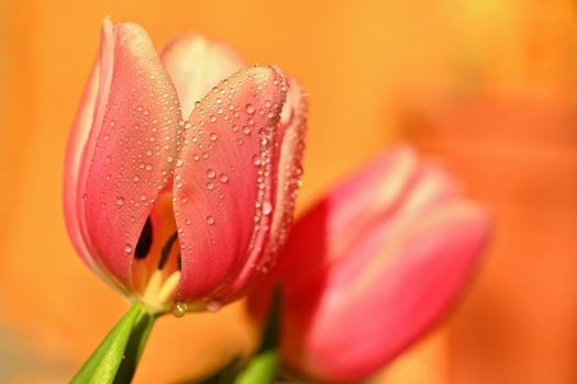 Spring background with flowers. Beautiful colorful tulip on a sunny day. Nature photography in spring time.