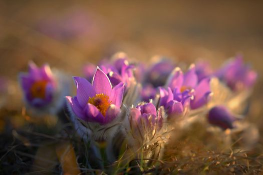 Springtime and spring flower. Beautiful purple little furry pasque-flower. (Pulsatilla grandis) Blooming on spring meadow at the sunset