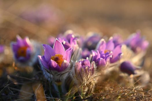 Spring flowers. Beautifully blossoming pasque flower and sun with a natural colored background. (Pulsatilla grandis)