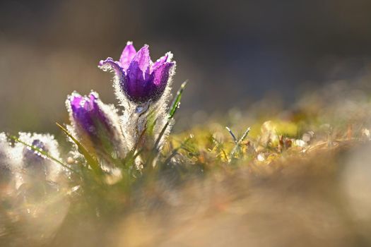 Spring flowers. Beautifully blossoming pasque flower and sun with a natural colored background. (Pulsatilla grandis)