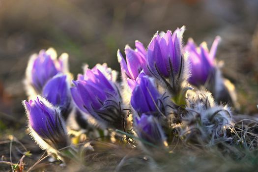 Spring flowers. Beautifully blossoming pasque flower and sun with a natural colored background. (Pulsatilla grandis)