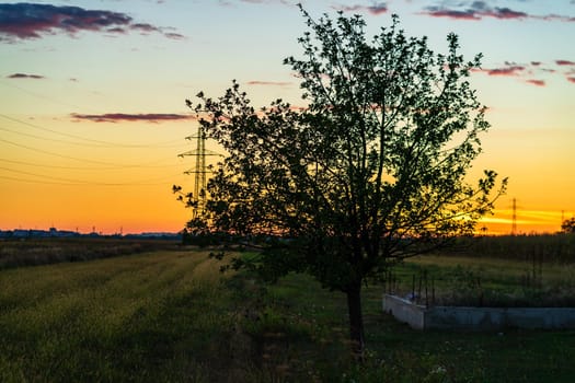 Tree in the orchard at sunset. Countryside sunset