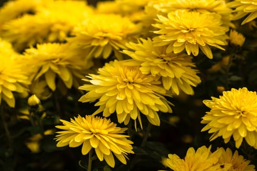 Selective focus on floral background wallpaper with Chrysanthemum flowers, colorful autumn Mums