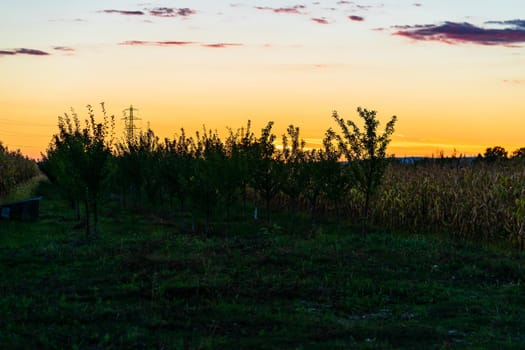 Tree in the orchard at sunset. Countryside sunset