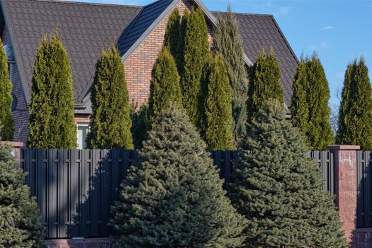 Decorative trees along the fence, as a hedge.