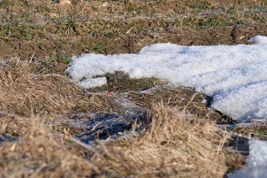 The last snow that melts from the rays of the sun.