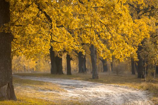 Autumn oak forest with a wide path.