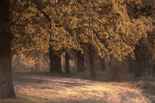 Autumn oak forest with a wide path.