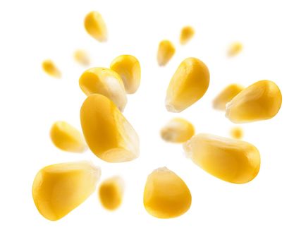 Ripe corn grains levitate on a white background.