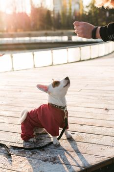 Adorable Jack Russell Terrier outdoors. Portrait of a little dog