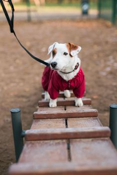 Adorable Jack Russell Terrier outdoors. Portrait of a little dog