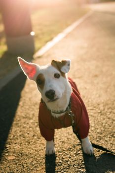 Adorable Jack Russell Terrier outdoors. Portrait of a little dog